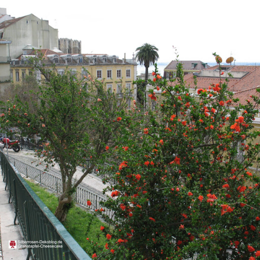 Am Rande einer abfallenden Straße in Lissabon stehen zwei blühende Granatapfelsträucher. Dahinter sind die typischen Altbauhäuser und eine Palme und ganz hinten sieht man das Meer-