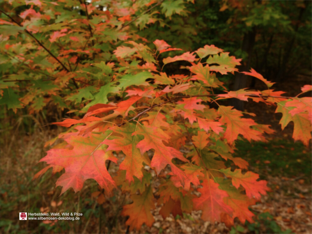 Fantastische Farben zeigt die Stieleiche im Herbst. Rot und Gelbtöne verdrängen das Grün. Ideal als Herbstdeko