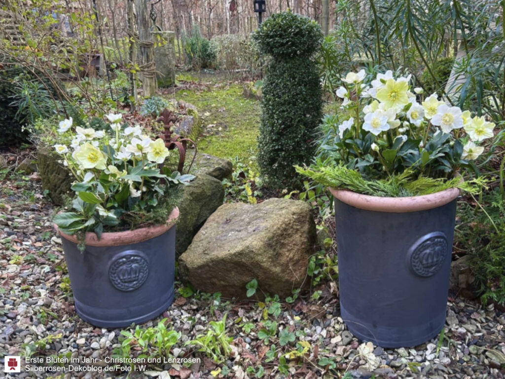 Christrosen in blauen Tontöpfen im Garten