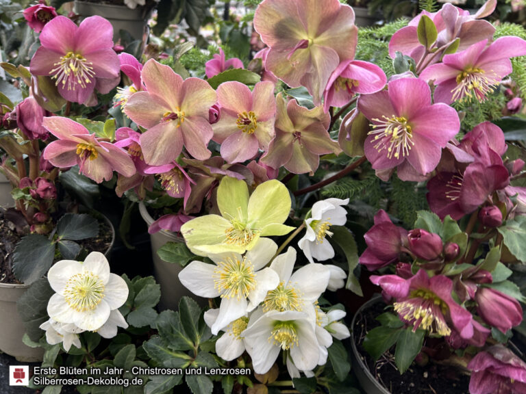 Erste Blüten im Jahr: Christrosen und Lenzrosen. Helleborus in allen Farbschattierungen