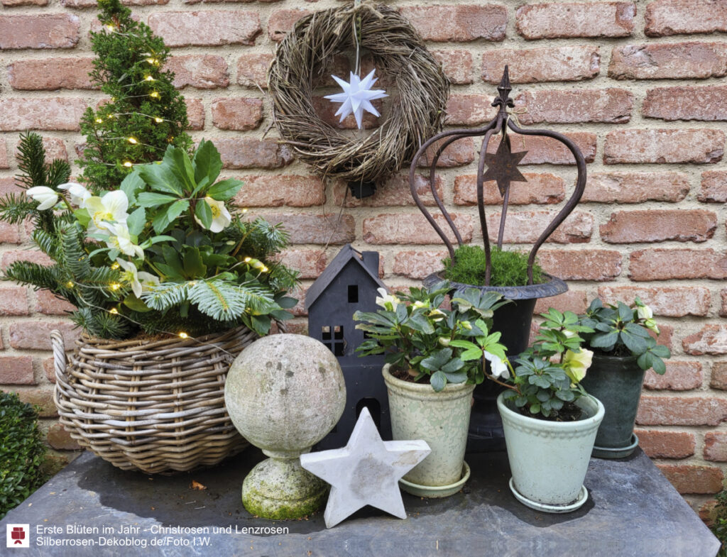Christrosen in Töpfen und Korb auf Tisch als Gartendeko