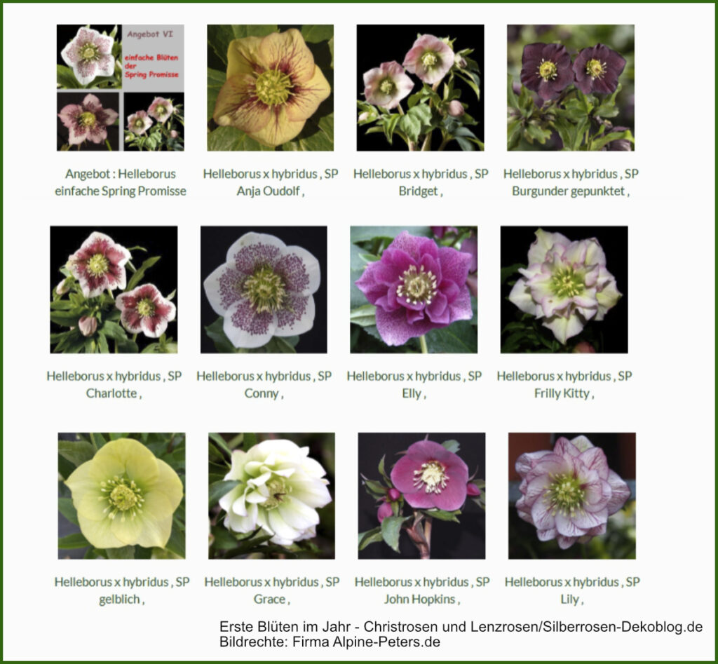 Das Bild zeigt einen Ausschnitt der Produktseite der Staudengärtnerei Alpine-Peters mit 16 verschiedenfarbigen Helleborus-Blüten.